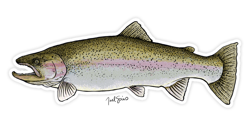 Rainbow Trout Fish Sticker