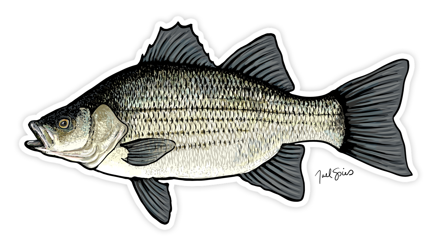 White Bass Fish Sticker