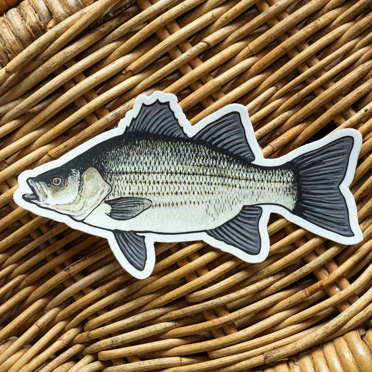 White Bass Fish Sticker