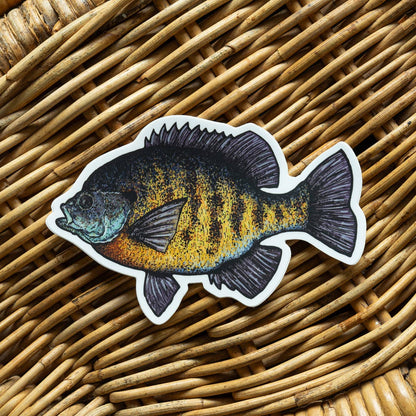 Bluegill Fish Sticker