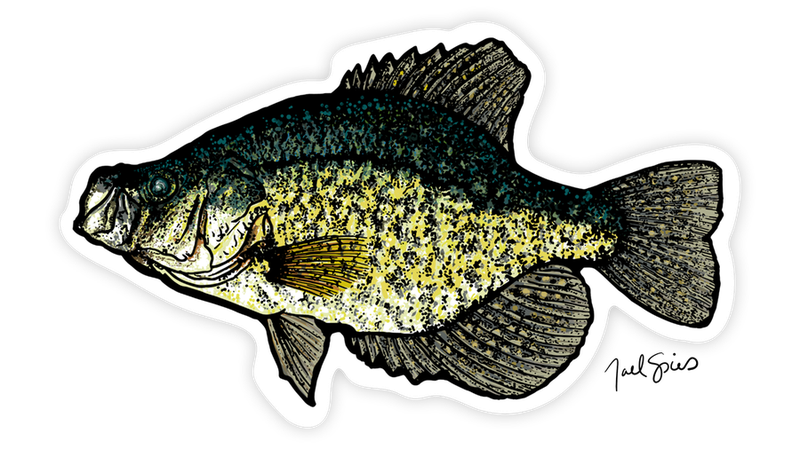 Crappie Fish Sticker