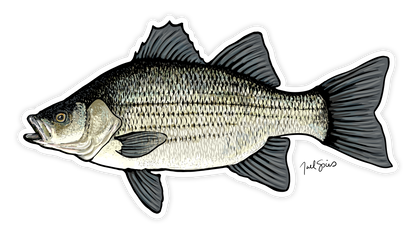 White Bass Fish Sticker