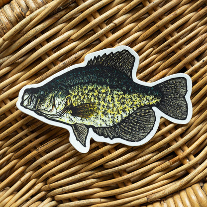 Crappie Fish Sticker