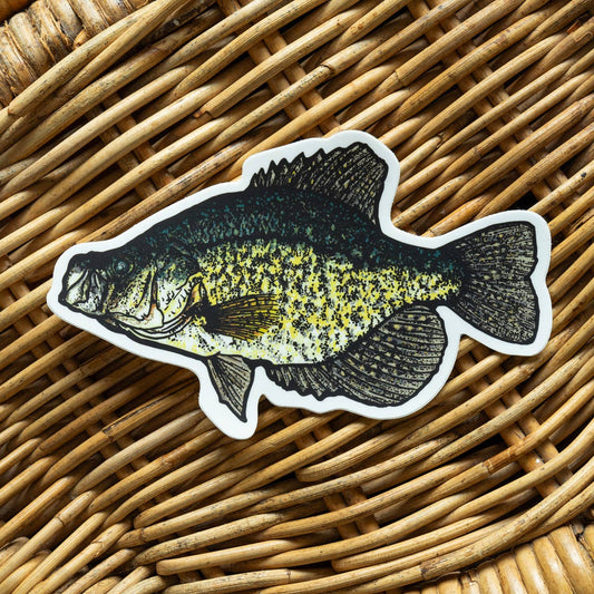 Crappie Fish Sticker