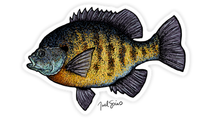 Bluegill Fish Sticker